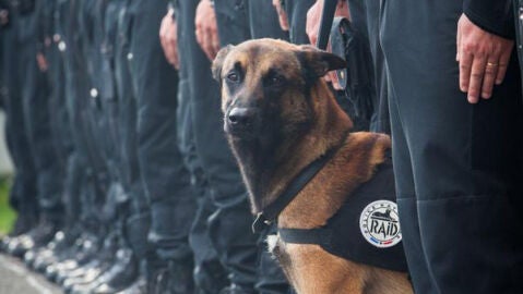 Diesel, el perro de la polic&iacute;a francesa