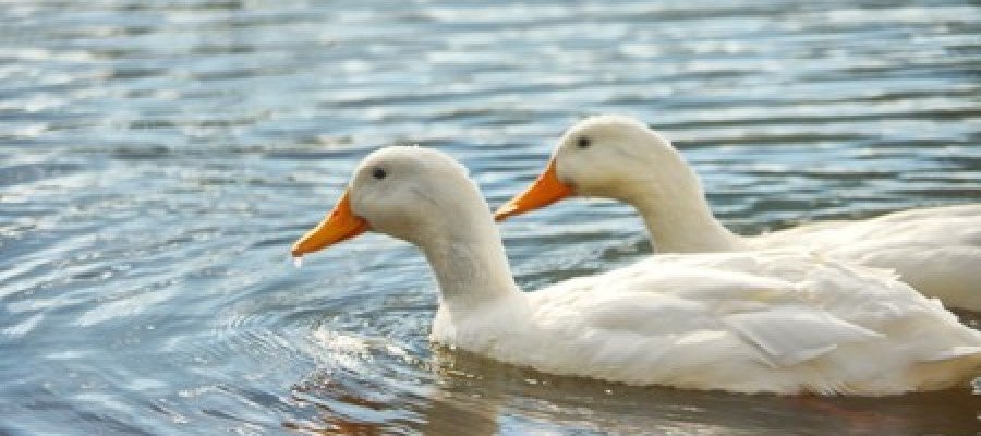 ¿Conoces el inconviente de echar de comer pan a los patos? ¿Conoces el inconviente de echar de comer pan a los patos?