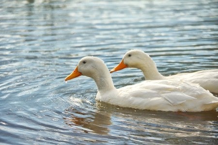 ¿Es verdad que los pájaros duermen mientras vuelan? ¿Es verdad que los pájaros duermen mientras vuelan?