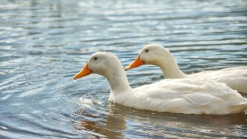 &iquest;Conoces el inconviente de echar de comer pan a los patos?