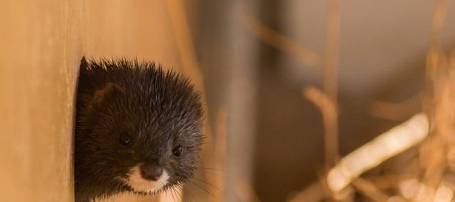El visón europeo, un animal en peligro de extinción El visón europeo, un animal en peligro de extinción