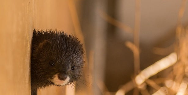 El Gobierno registra 7 especies más "en situación crítica" por riesgo de extinción El Gobierno registra 7 especies más "en situación crítica" por riesgo de extinción