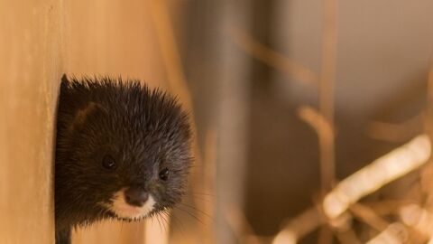 El vis&oacute;n europeo, un animal en peligro de extinci&oacute;n