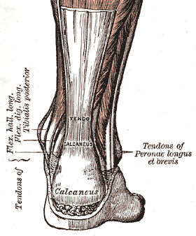Prevenció de lesions en els tendons a través dels suplements alimentaris Prevenció de lesions en els tendons a través dels suplements alimentaris