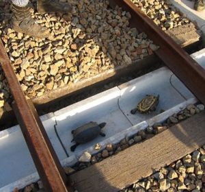 Construyen túneles para tortugas en las vías de trenes en Japón Construyen túneles para tortugas en las vías de trenes en Japón