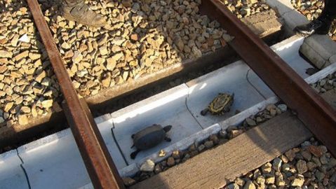 Construyen t&uacute;neles para tortugas en las v&iacute;as de trenes en Jap&oacute;n