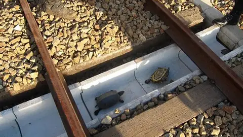 Construyen túneles para tortugas en las vías de trenes en Japón Construyen túneles para tortugas en las vías de trenes en Japón