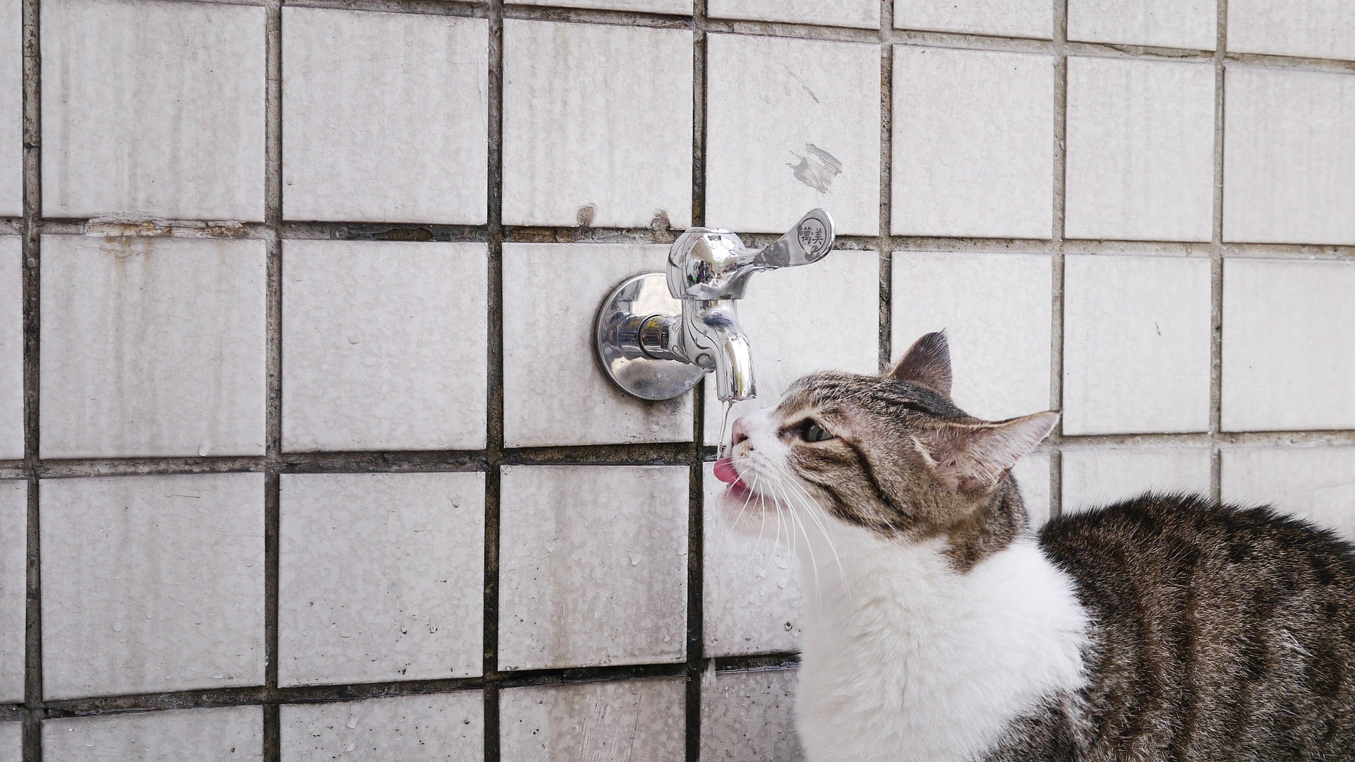 Gato al agua Gato al agua