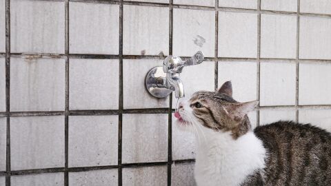 Gato jugando con agua
