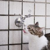 Gato jugando con agua