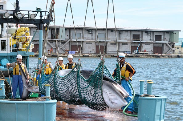 Japón reanudará la caza comercial de ballenas en julio Japón reanudará la caza comercial de ballenas en julio