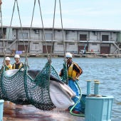 Caza de ballenas en Japón