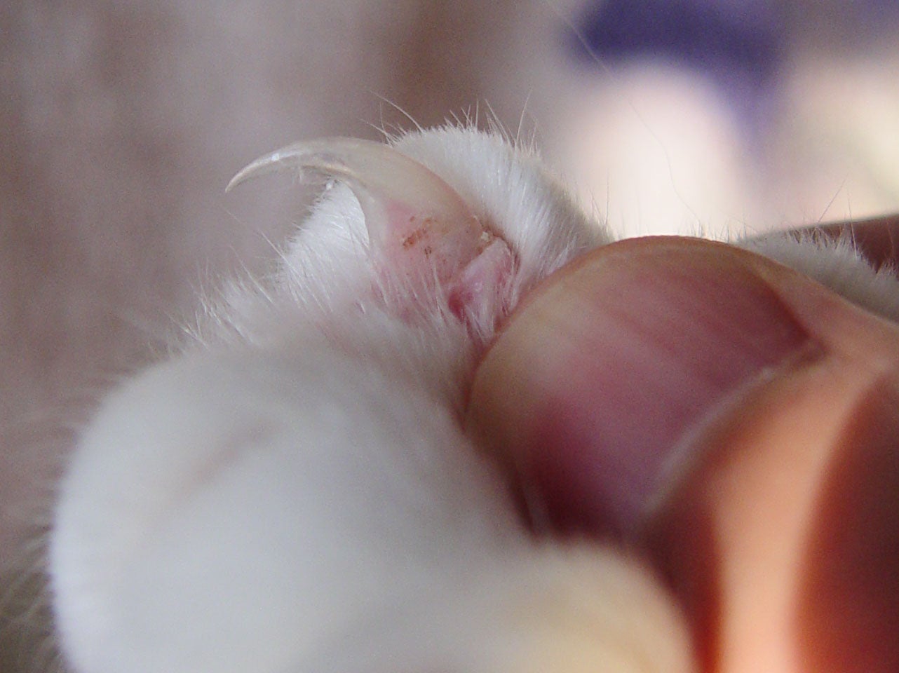 Cómo evitar que se rasque nuestro gato Cómo evitar que se rasque nuestro gato