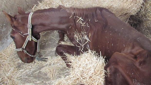 Detenidos por dejar morir de inanición a cuatro animales Detenidos por dejar morir de inanición a cuatro animales