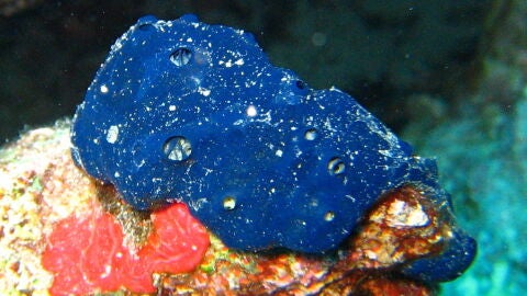 Esponja Porifera