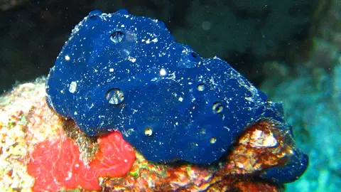 Esponja Porifera Esponja Porifera