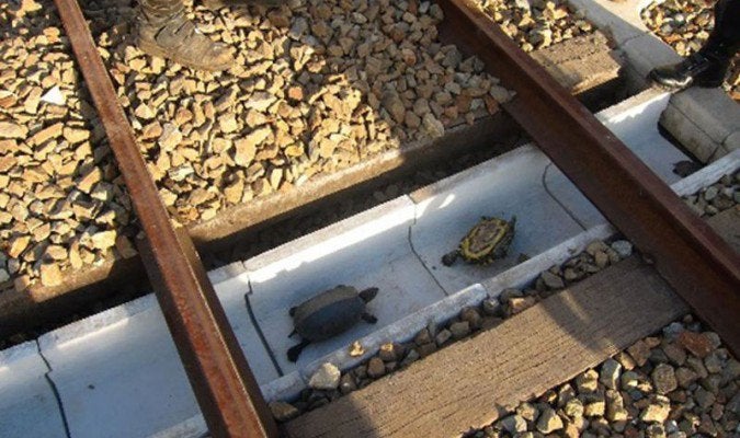 Tuneles para tortugas para cruzar las vías del tren en Japón Tuneles para tortugas para cruzar las vías del tren en Japón