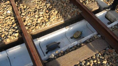 Tuenel para tortugas en Jap&oacute;n