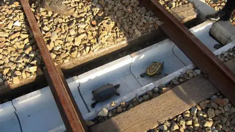 Tuenel para tortugas en Japón Tuenel para tortugas en Japón