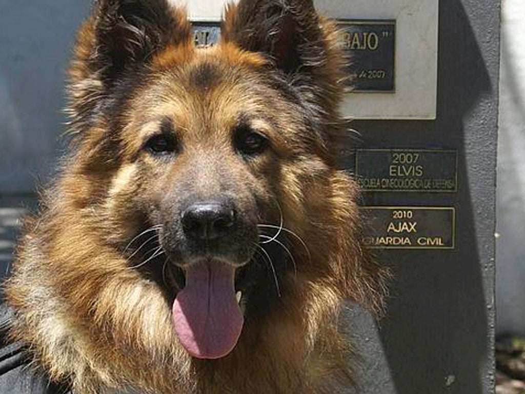 Disecan y exponen a Ajax, el perro que evitó un atentado Disecan y exponen a Ajax, el perro que evitó un atentado