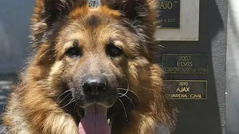 Perro policía Perro policía