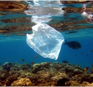 Las imágenes que muestran la destrucción de la biodiversidad Las imágenes que muestran la destrucción de la biodiversidad
