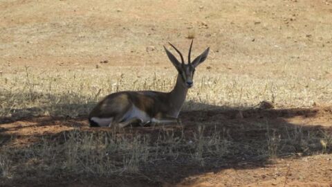 Marruecos reintroduce 120 gacelas a su h&aacute;bitat natural