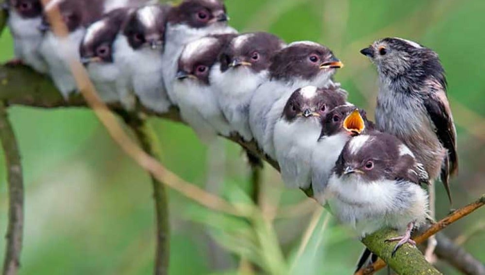 Bonita imagen familiar de un ave con sus polluelos