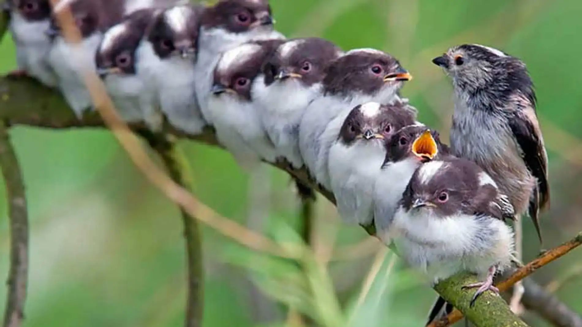 Bonita imagen familiar de un ave con sus polluelos