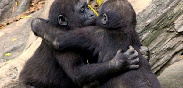 Afinando los sentidos: "Los chimpancés macho no pegan a sus hembras, tendríamos que tomar ejemplo" Afinando los sentidos: "Los chimpancés macho no pegan a sus hembras, tendríamos que tomar ejemplo"