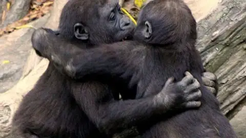 La amistad entre chimpancés La amistad entre chimpancés