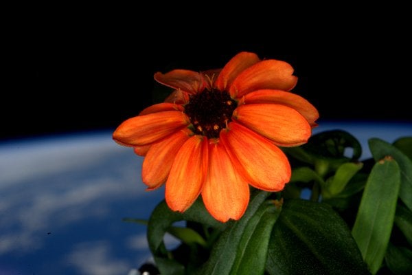 El cierre: La primera flor en el espacio El cierre: La primera flor en el espacio