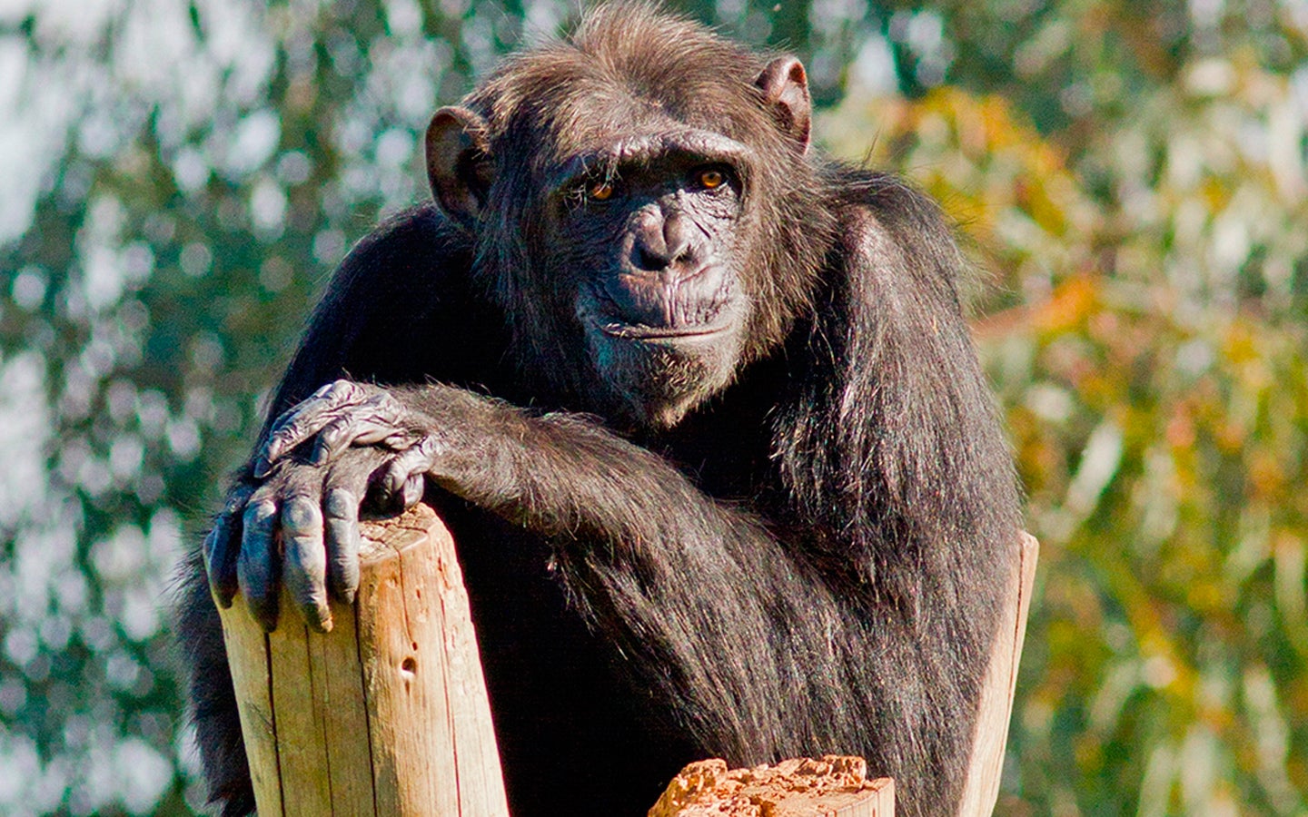 El Cierre: La labor de Raifner con los primates rescatados El Cierre: La labor de Raifner con los primates rescatados