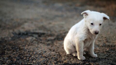 Imagen de un perro