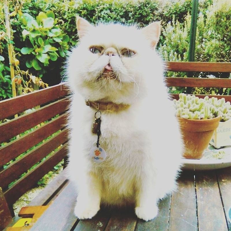 Mascotas perdidas por España, ¡busca con nosotros! Mascotas perdidas por España, ¡busca con nosotros!