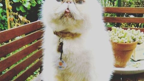 Desarrollan un sistema para localizar mascotas perdidas 