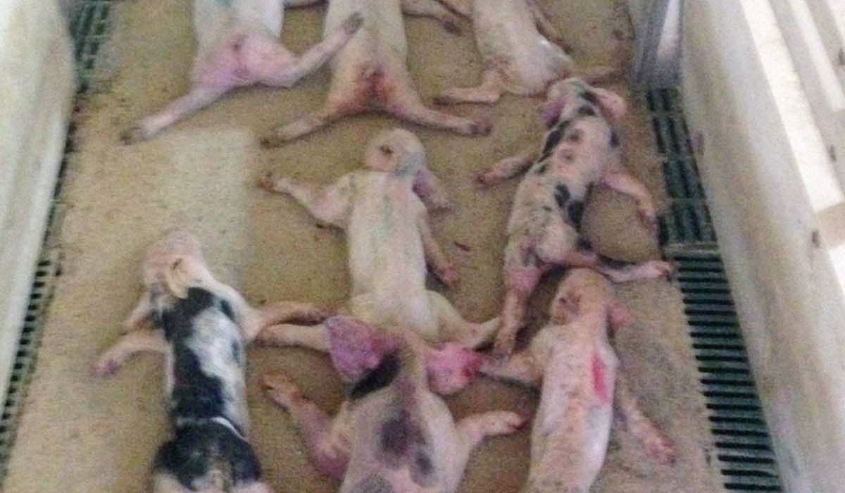 Dos jóvenes se graban matando a 72 lechones a “barrigazos” y lo difunden por WhatsApp Dos jóvenes se graban matando a 72 lechones a “barrigazos” y lo difunden por WhatsApp