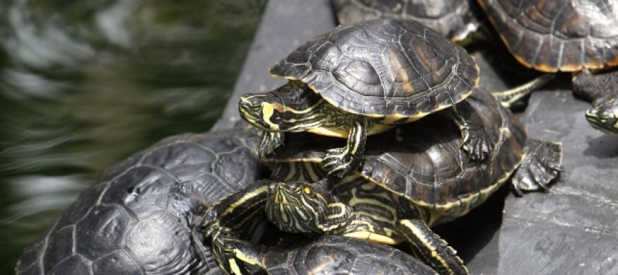 Tortugas en Atocha Tortugas en Atocha