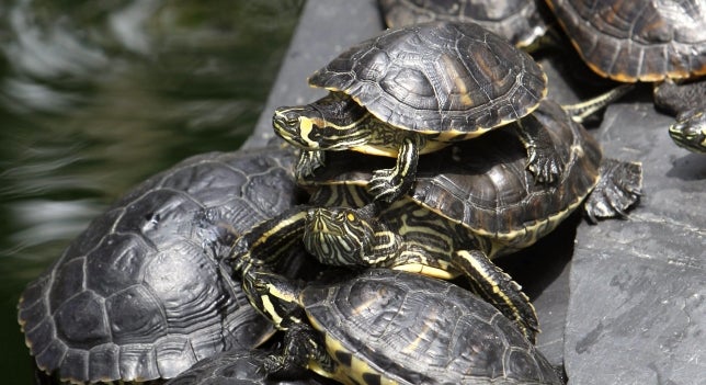 La sobrepoblación de tortugas en Atocha La sobrepoblación de tortugas en Atocha