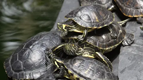 Tortugas en Atocha Tortugas en Atocha