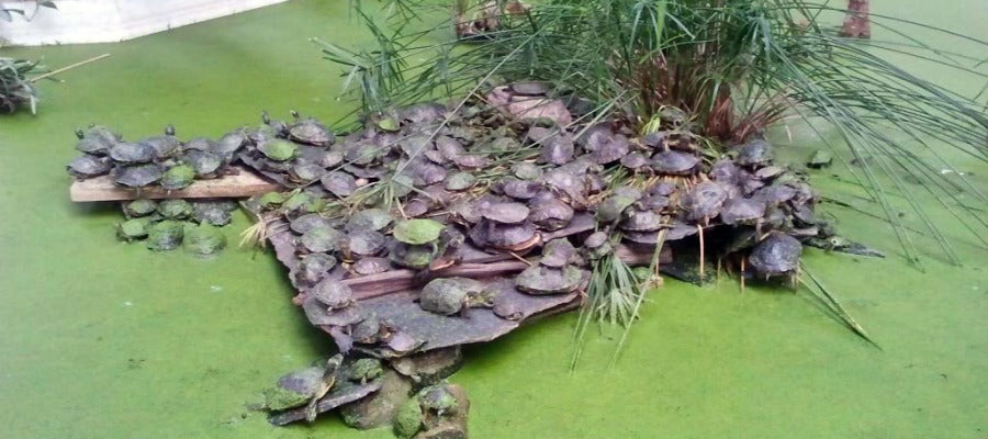 Tortugas en el estanque de la estación de Atocha Tortugas en el estanque de la estación de Atocha