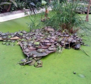 Tortugas en el estanque de la estación de Atocha Tortugas en el estanque de la estación de Atocha