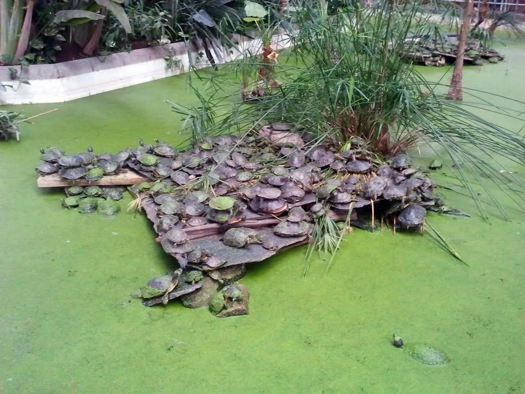 Adiós a las tortugas de Atocha: Adif las trasladará a Navas del Rey y pavimentará el estanque Adiós a las tortugas de Atocha: Adif las trasladará a Navas del Rey y pavimentará el estanque