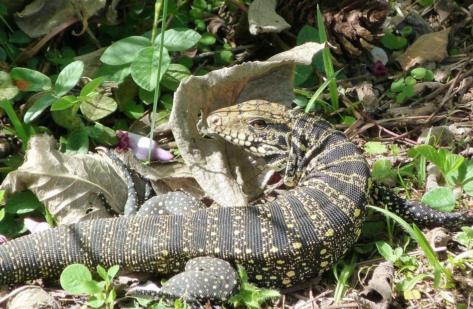 La Brújula de la Ciencia: Encuentran lagartos de sangre caliente La Brújula de la Ciencia: Encuentran lagartos de sangre caliente