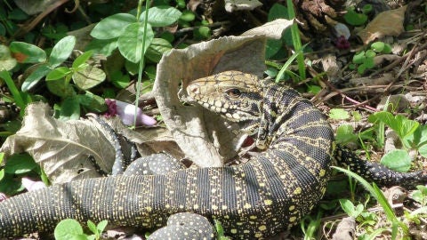 Lagarto Tegu Blanquinegro
