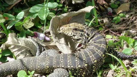 Lagarto Tegu Blanquinegro Lagarto Tegu Blanquinegro