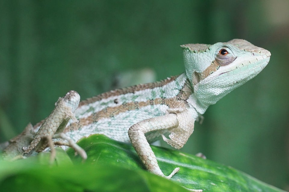 El Jesucristo de los reptiles: el basilisco El Jesucristo de los reptiles: el basilisco