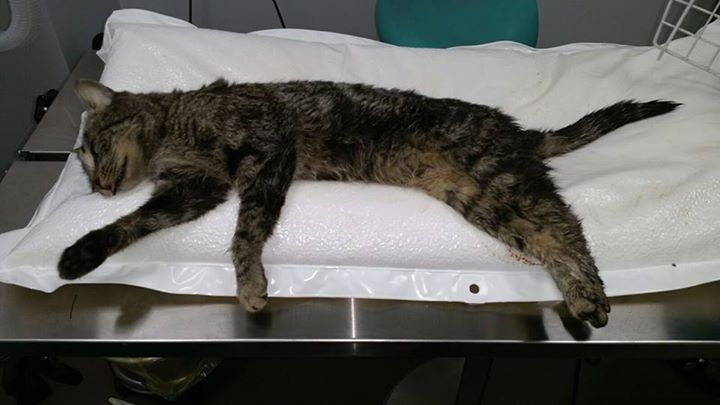Rivas, un Ayuntamiento verdaderamente implicado con los animales Rivas, un Ayuntamiento verdaderamente implicado con los animales