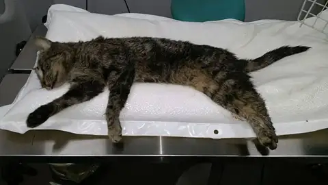 Gata maltratada en Rivas-Vaciamadrid Gata maltratada en Rivas-Vaciamadrid