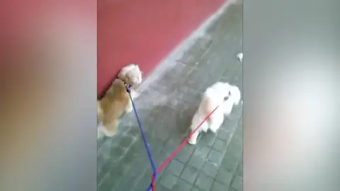 Frame 14.78247 de: De paseo con mis perros escuchando Te doy mi palabra Frame 14.78247 de: De paseo con mis perros escuchando Te doy mi palabra